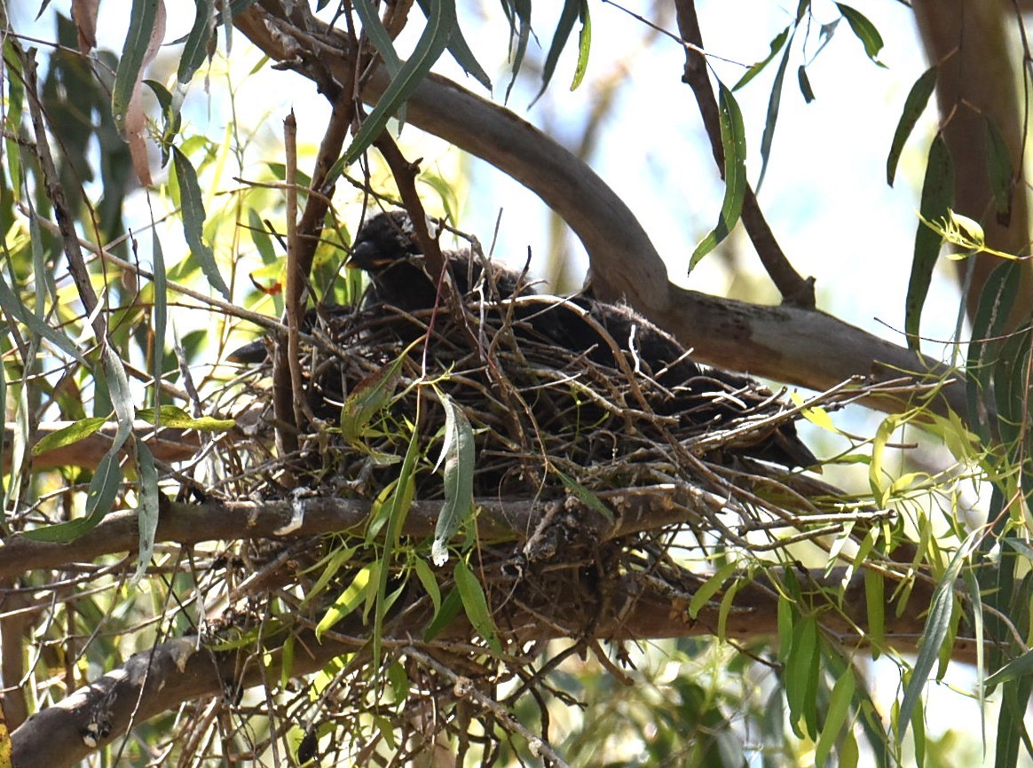 Verdugo Pío - ML645320459