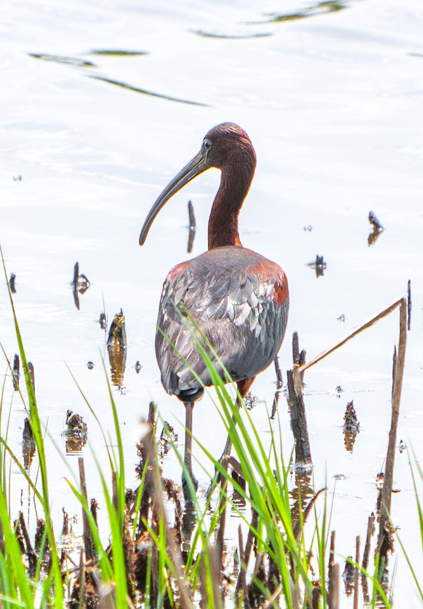 Morito Común - ML645320460