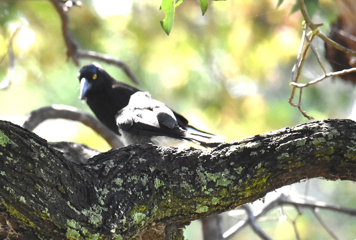 Verdugo Pío - ML645320461