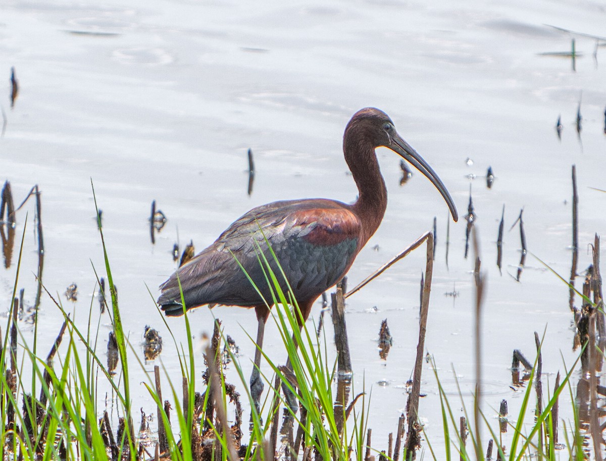 Morito Común - ML645320462