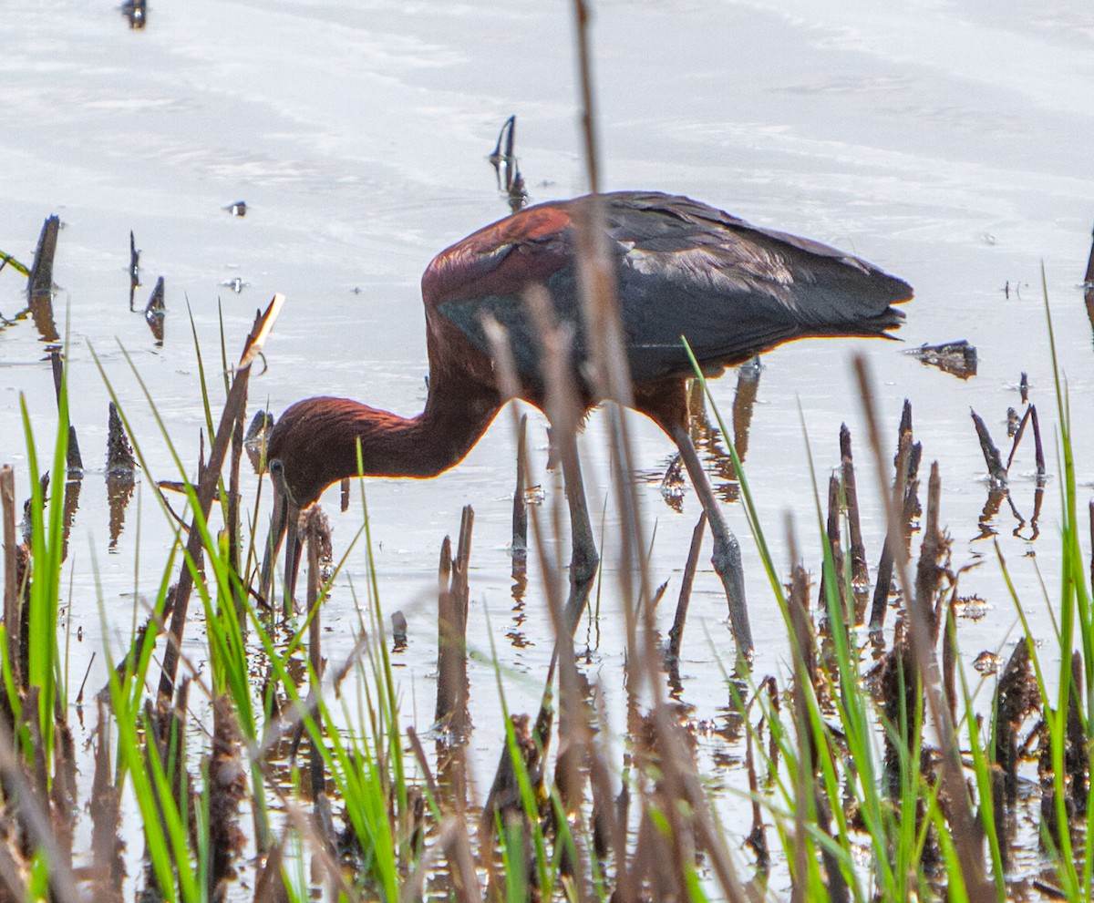 Morito Común - ML645320463