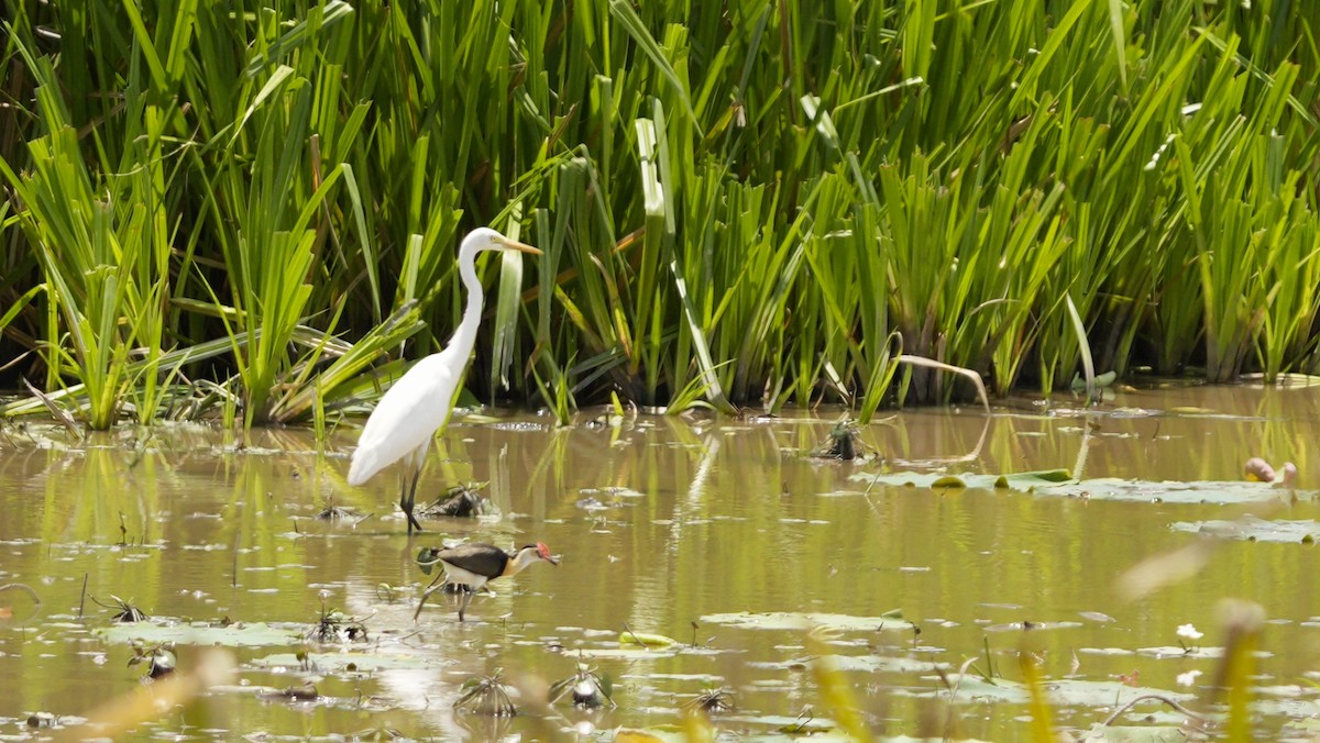 Garceta Plumífera - ML645320464