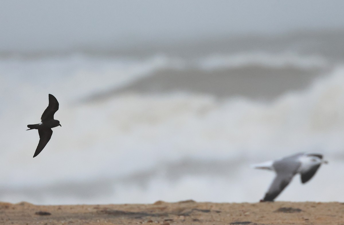 Paíño Boreal - ML645320465