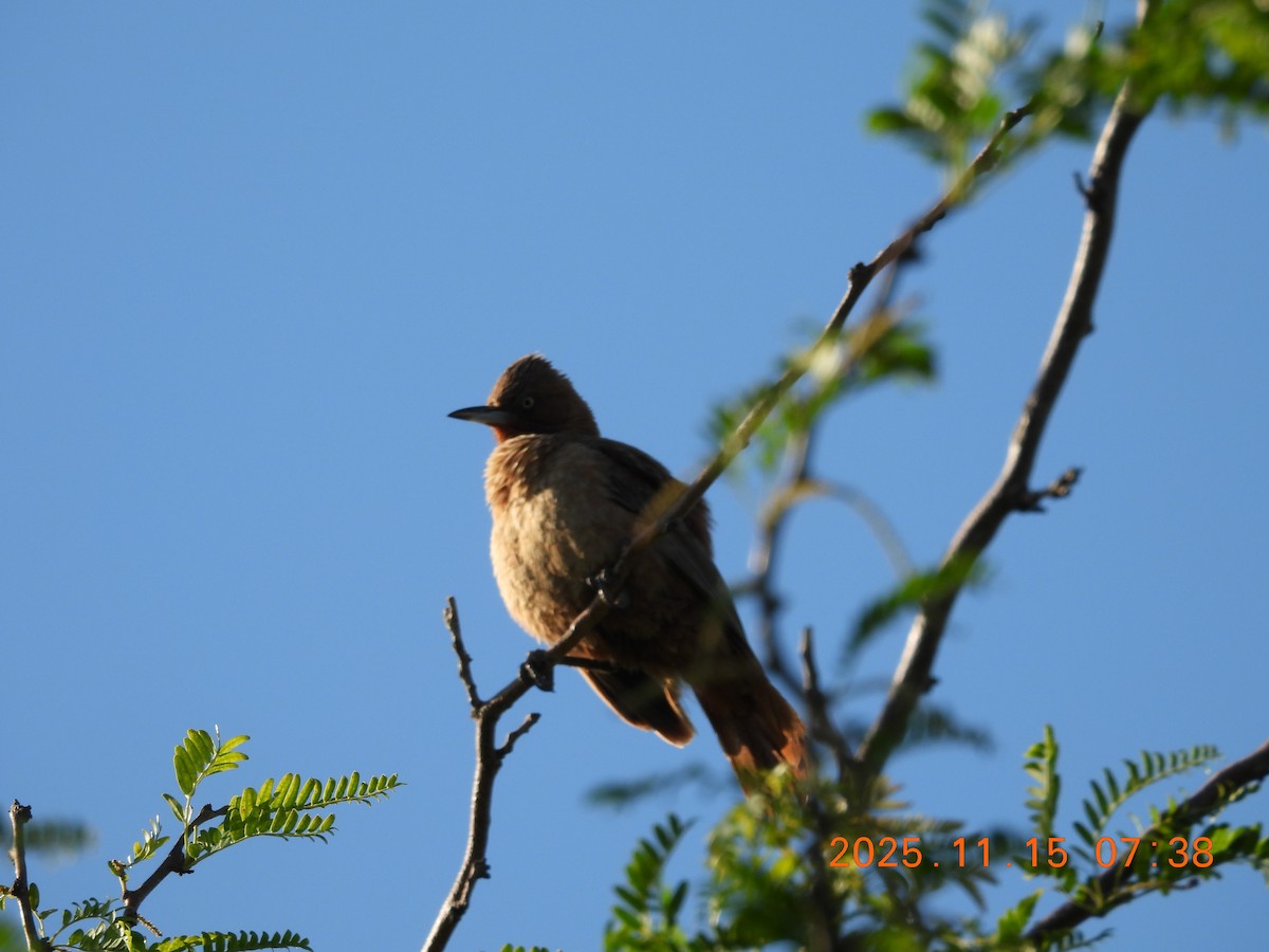 Cacholote Castaño - ML645320466