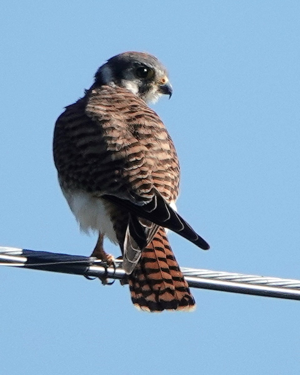 Cernícalo Americano - ML645320467