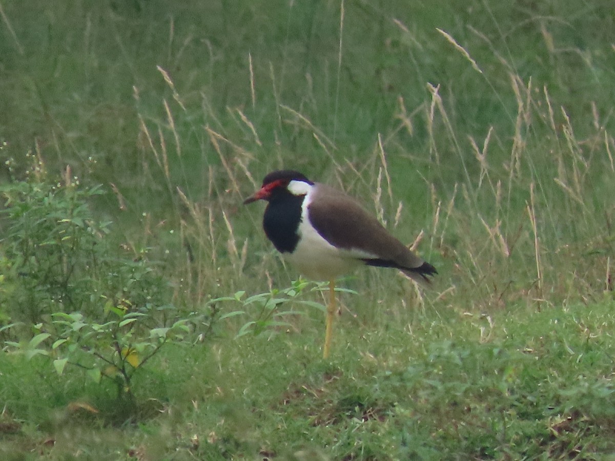 Avefría India - ML645320468