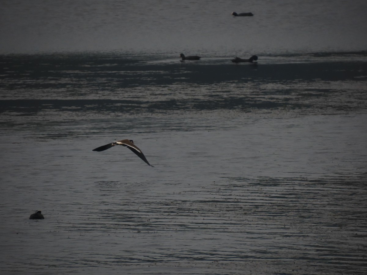 Avefría India - ML645320469