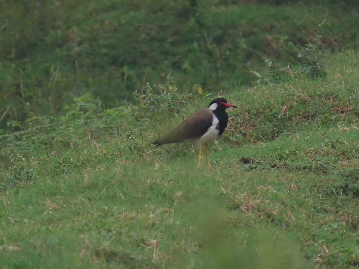 Avefría India - ML645320470