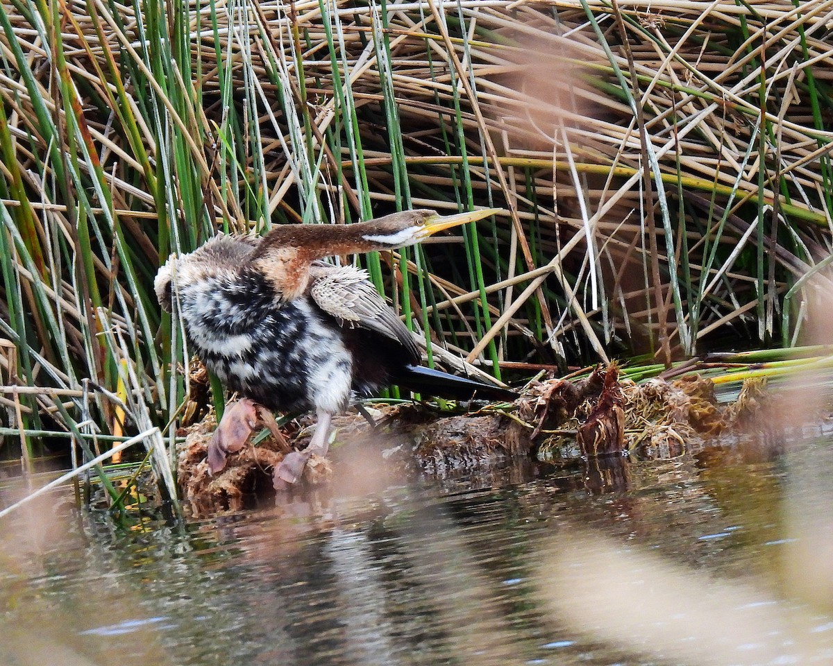 Australasian Darter - ML645320471