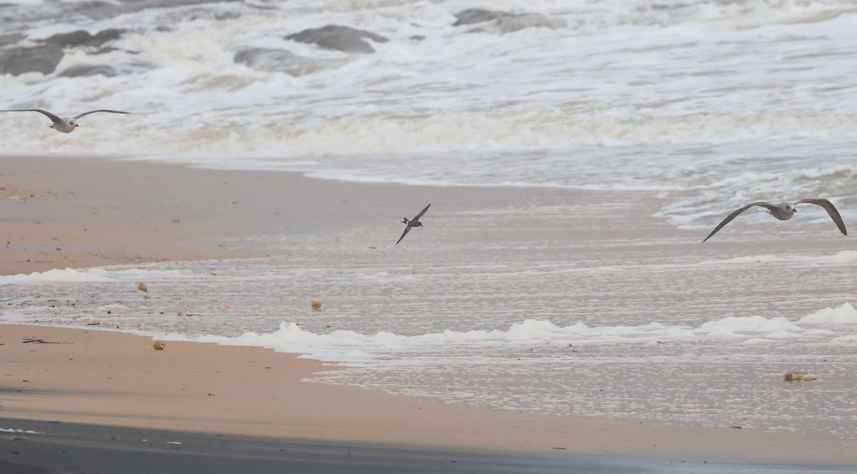 Paíño Boreal - ML645320472