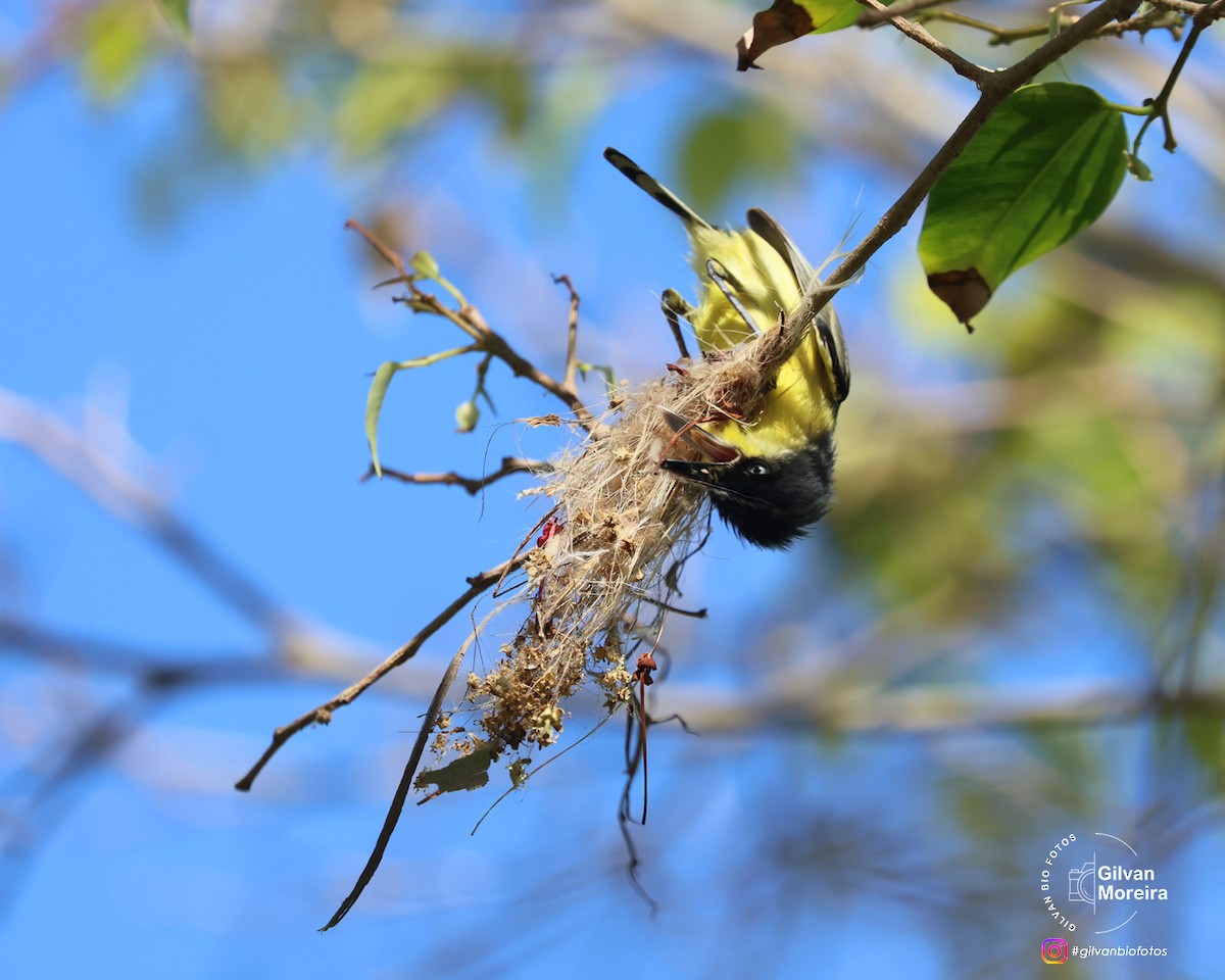 Titirijí Común - ML645320473