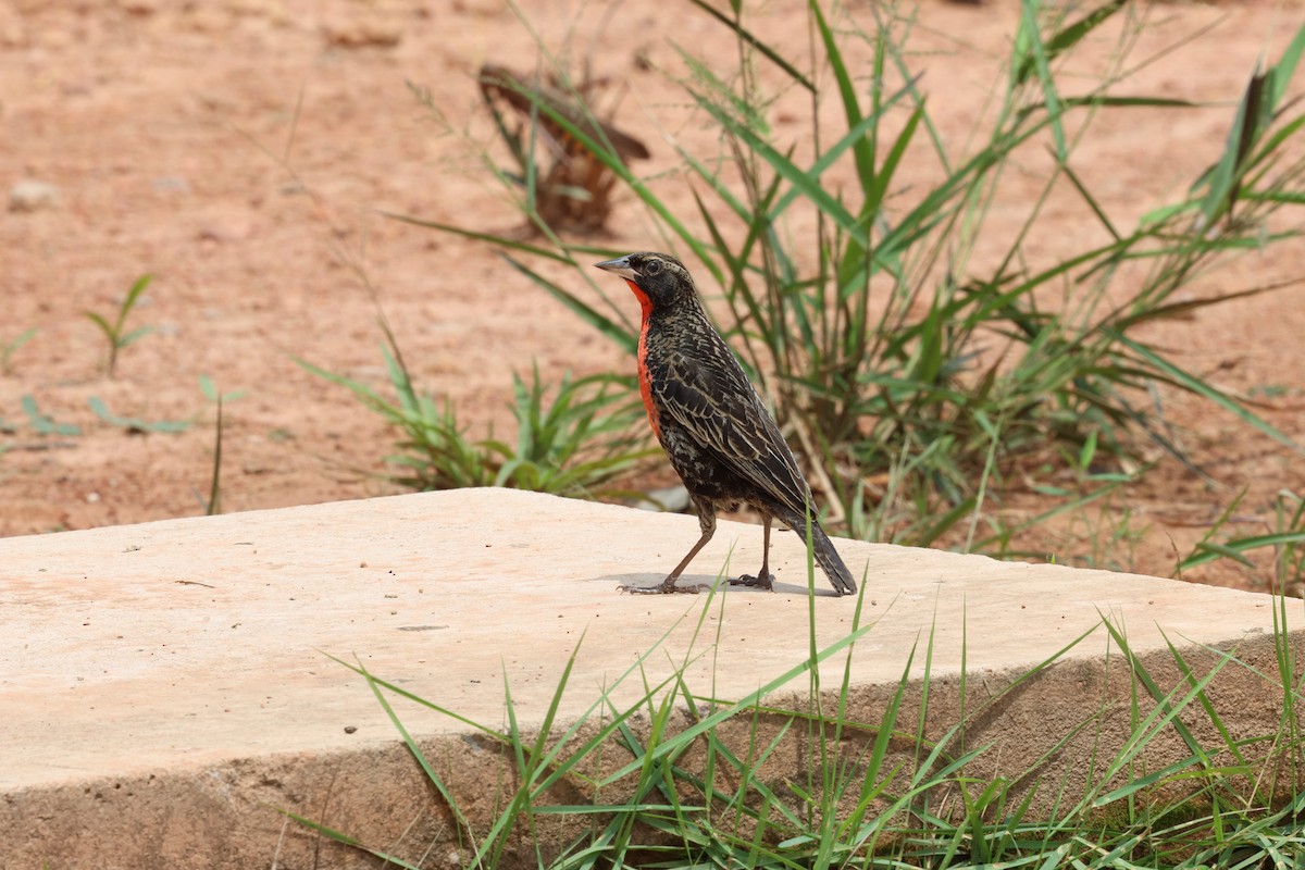 Loica Pechirroja - ML645320474