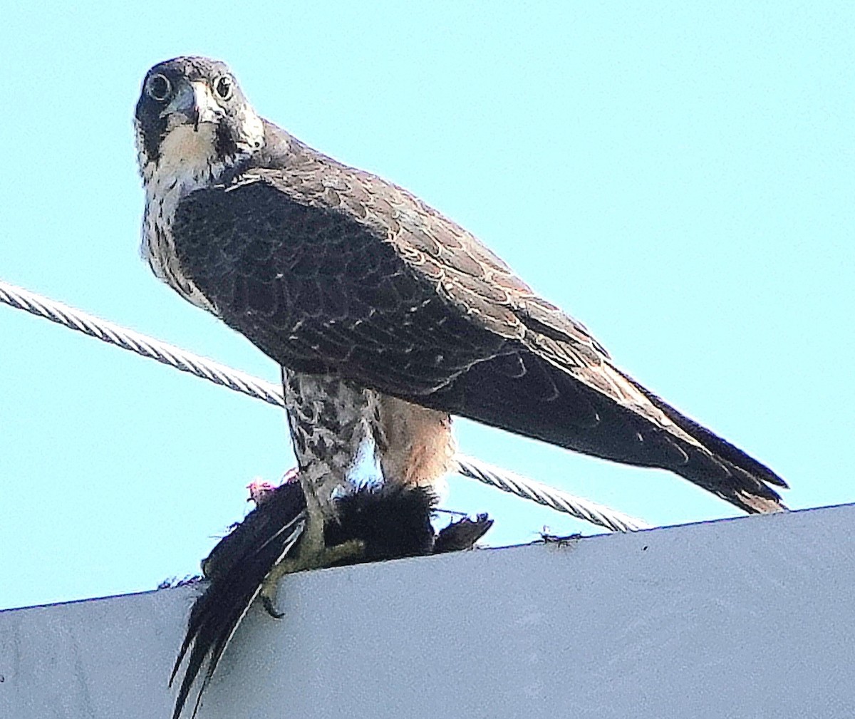 Halcón Peregrino - ML645320475