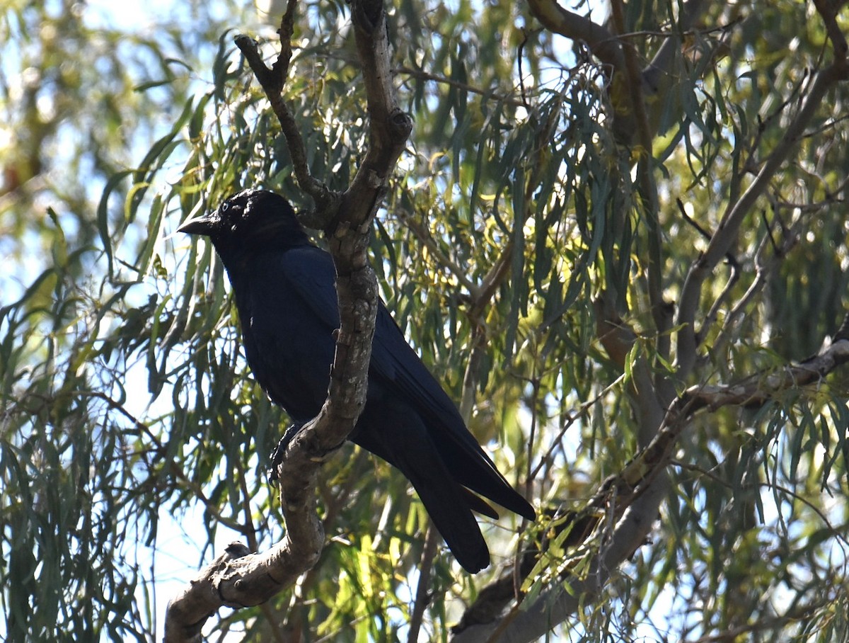 Cuervo de Torres - ML645320476