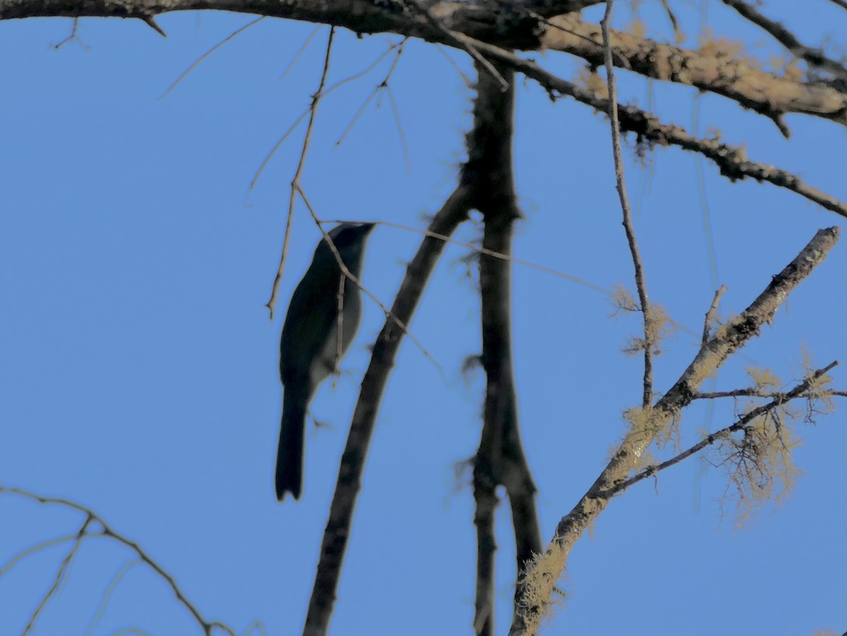 Pepitero Verdoso - ML645320477