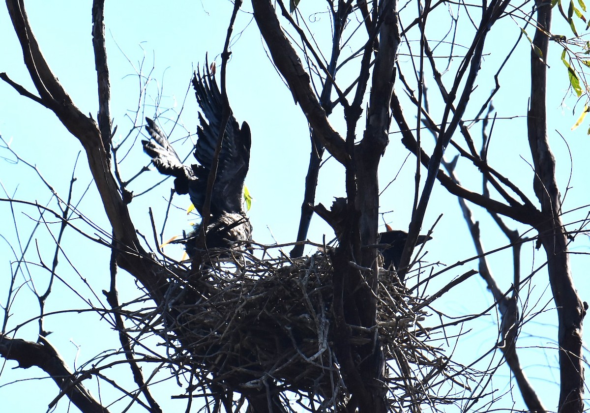 Cuervo de Torres - ML645320480
