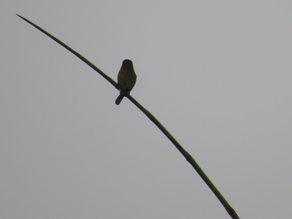 Capuchino Punteado - ML645320483