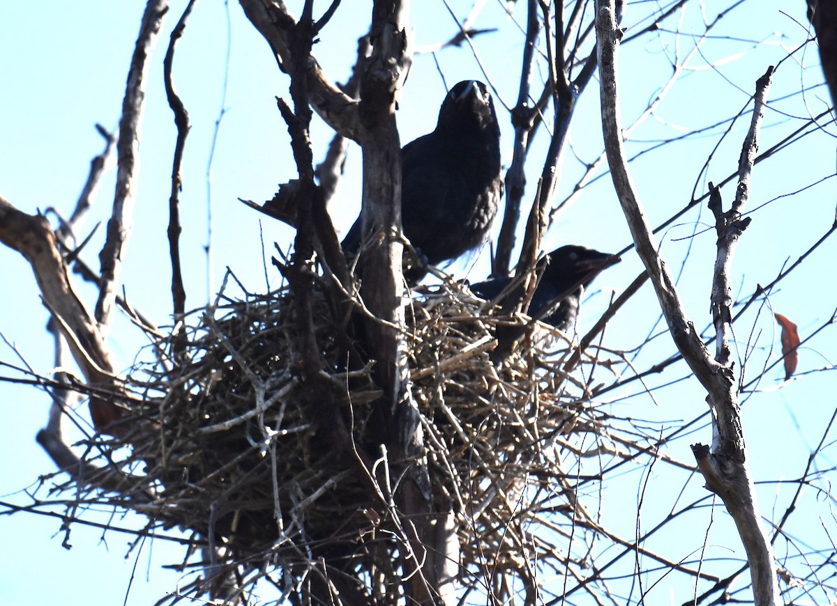 Cuervo de Torres - ML645320484