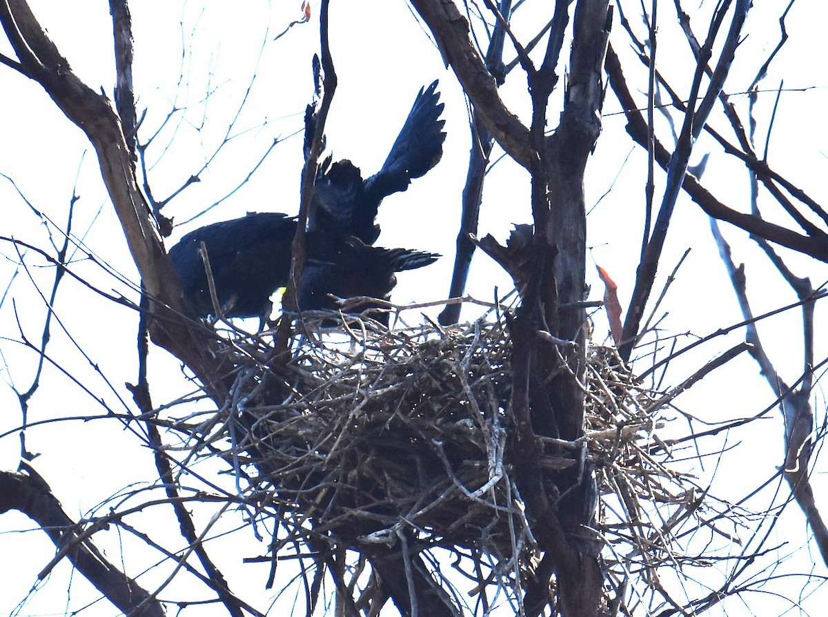 Cuervo de Torres - ML645320486