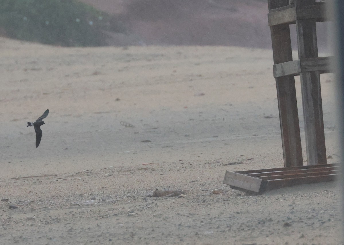 Paíño Boreal - ML645320487