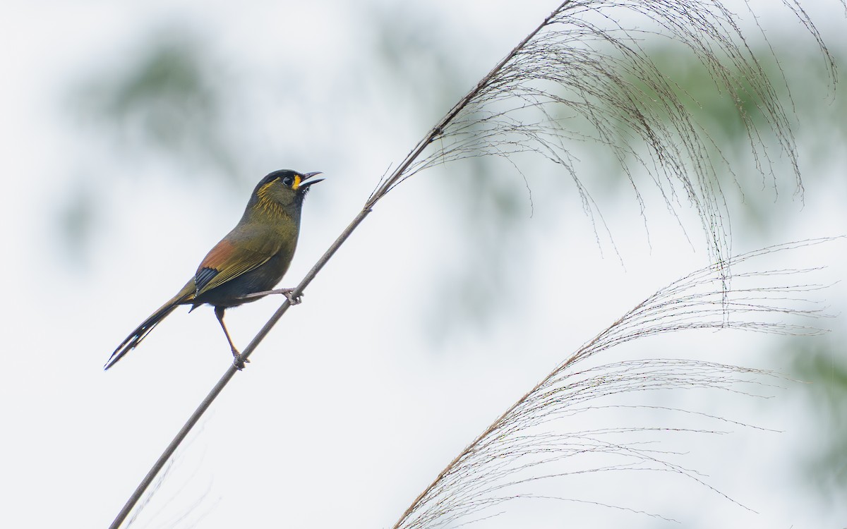Charlatán de Steere - ML645320493