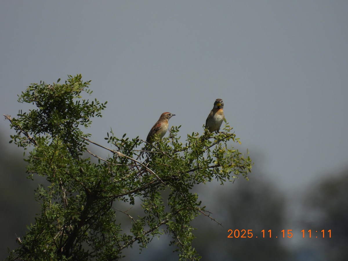 Pijuí Chotoy - ML645320495