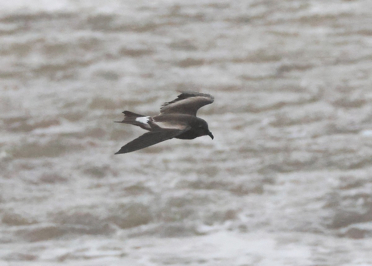 Wellenläufer - ML645320499