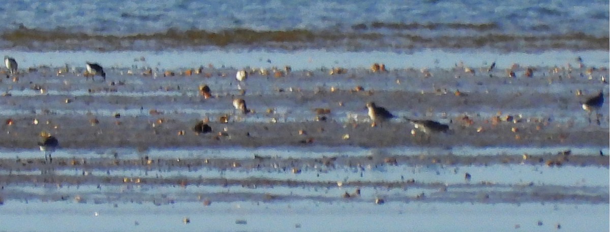 Correlimos sp. - ML645320500