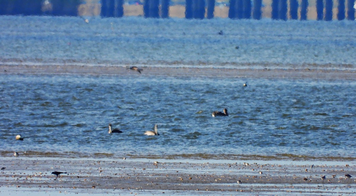 Correlimos sp. - ML645320501