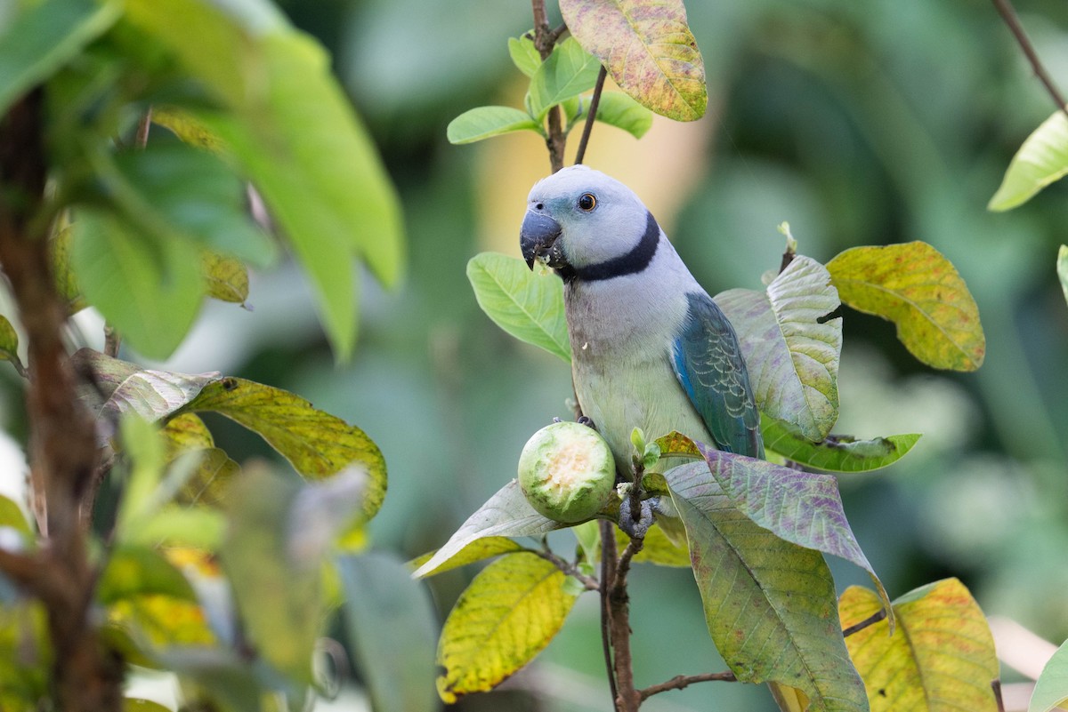 Malabar Parakeet - ML645320506
