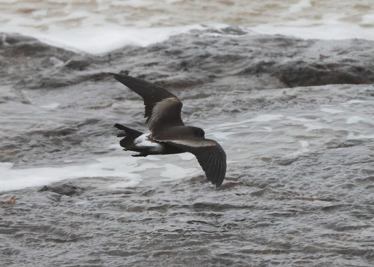 Wellenläufer - ML645320508