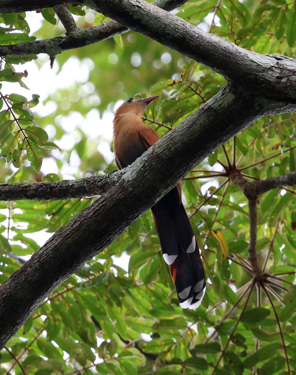 Black-bellied Cuckoo - ML645320509
