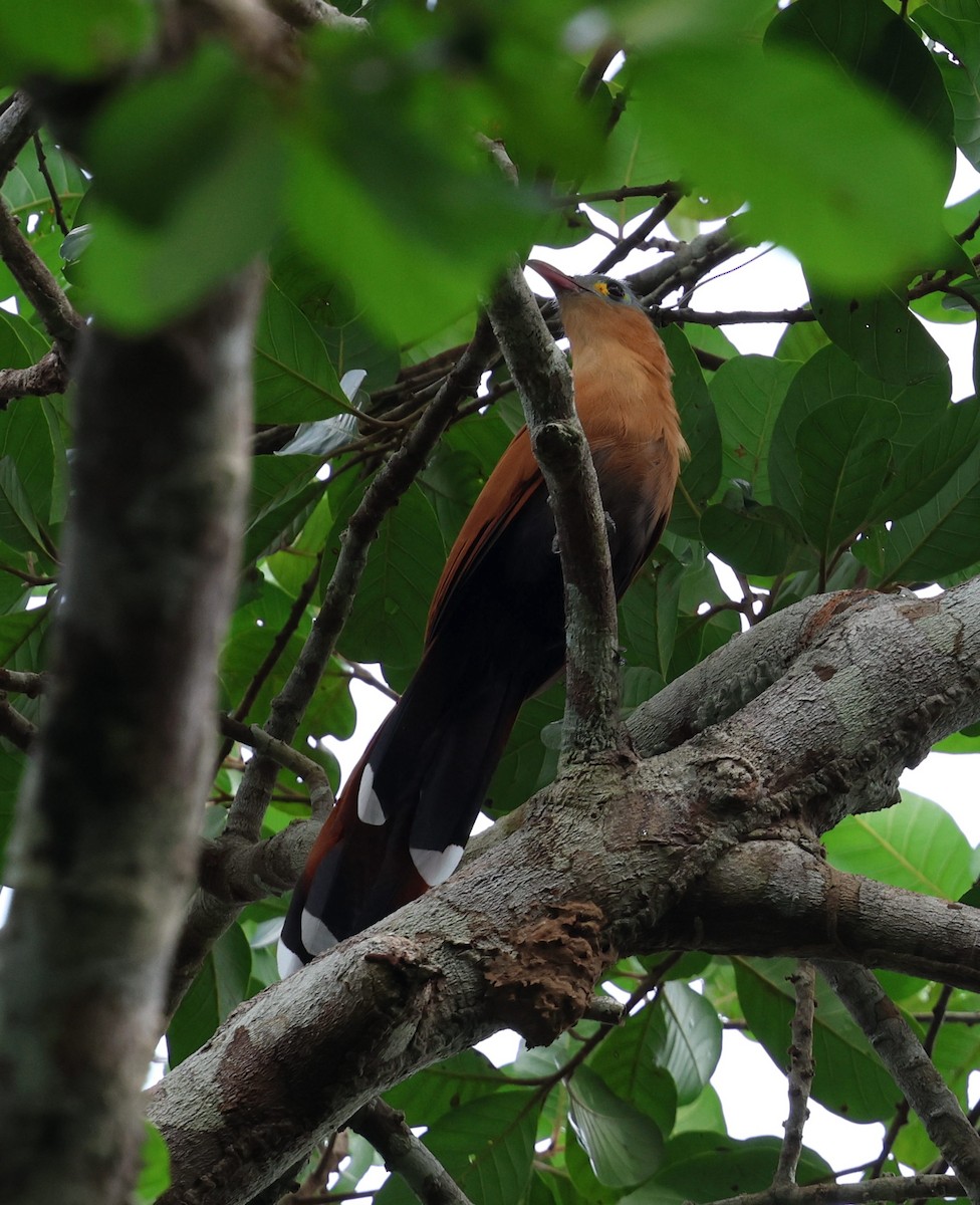 Black-bellied Cuckoo - ML645320510