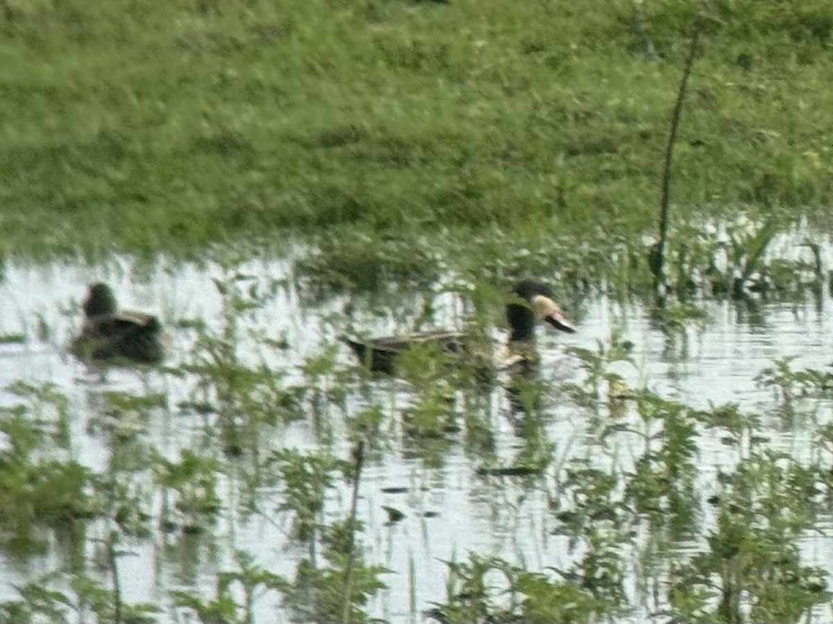 Ánade Piquirrojo - ML645320515