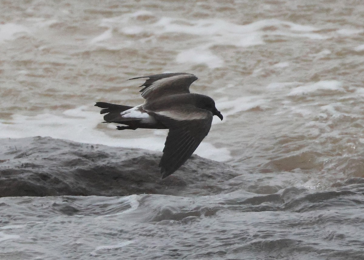 Wellenläufer - ML645320516