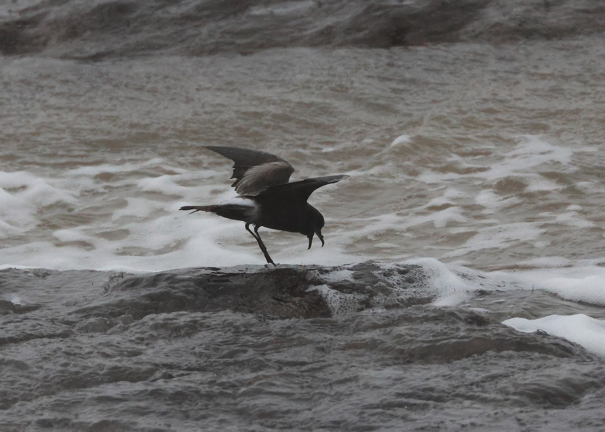 Wellenläufer - ML645320530