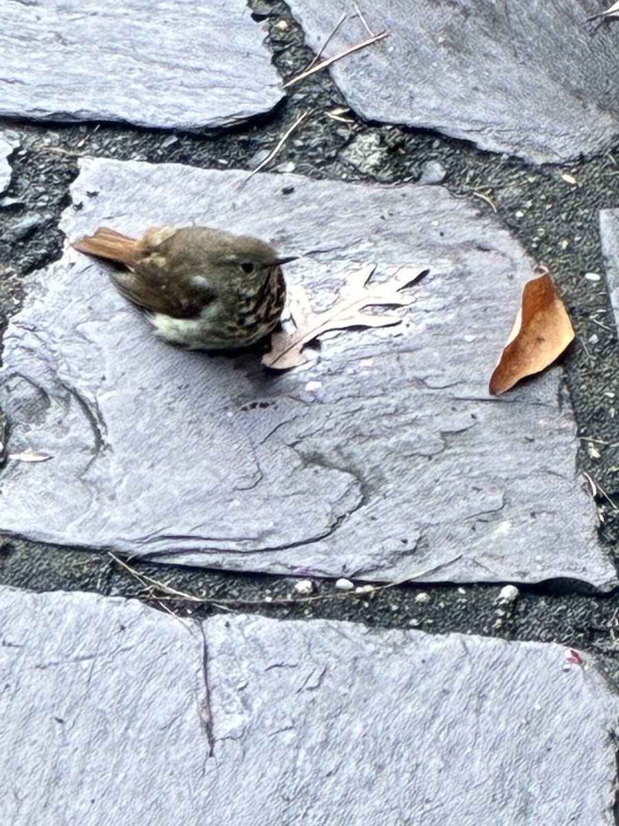 Grive solitaire - ML645320534