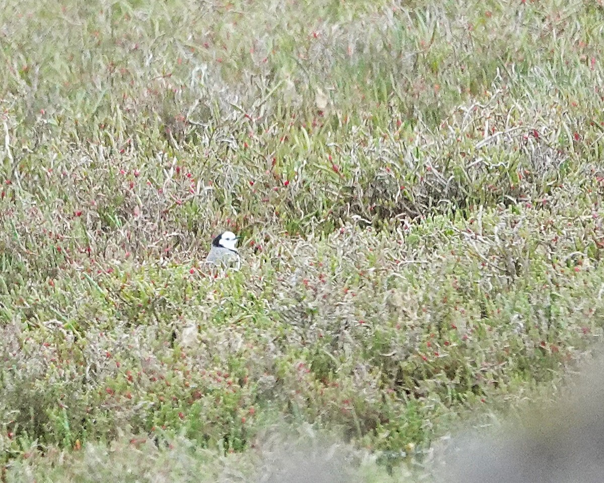 White-fronted Chat - ML645320536