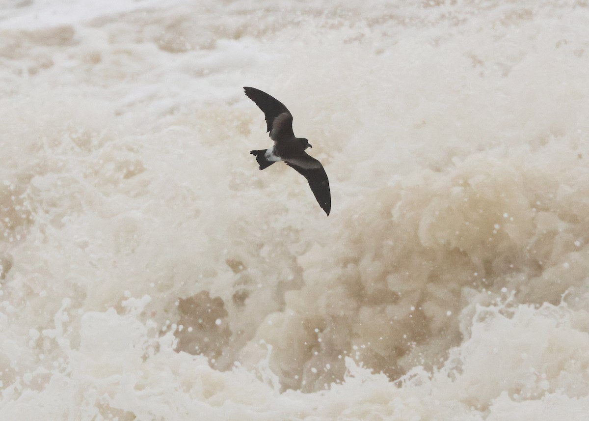 Wellenläufer - ML645320537