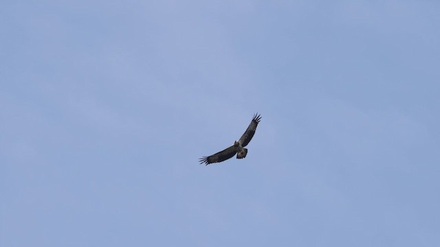 白腹海鵰 - ML645320538