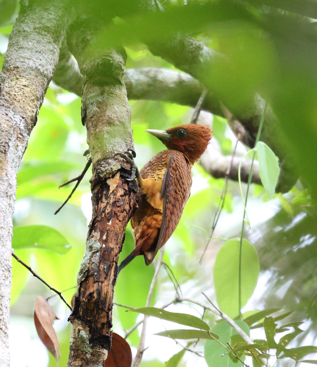 Waved Woodpecker - ML645320545