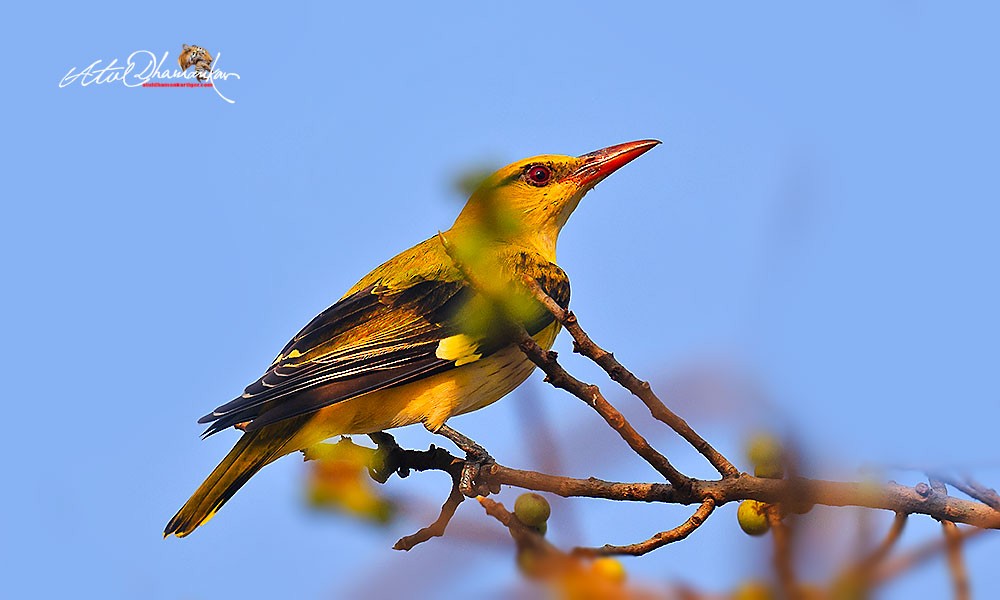 Indian Golden Oriole - ML645320546