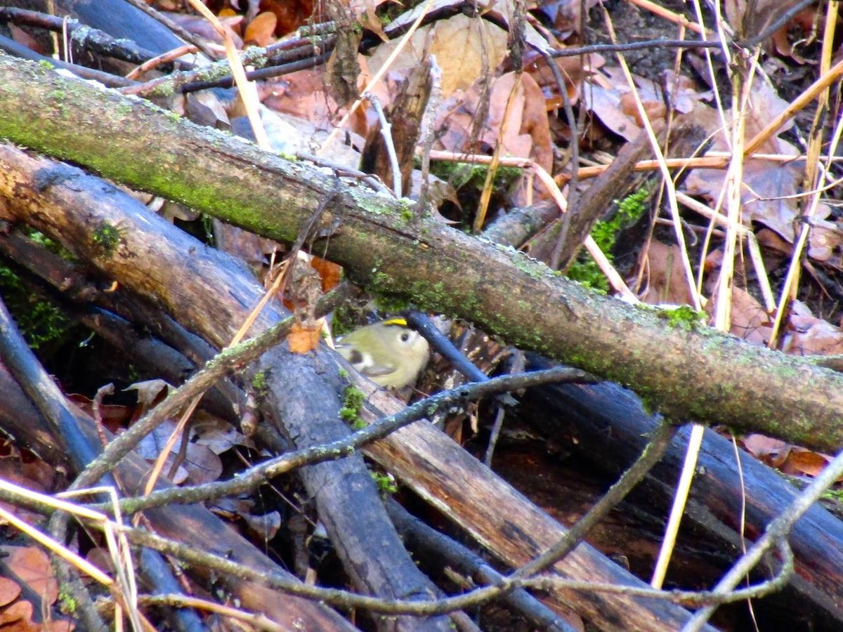 Шар мэлзэн задуулай - ML645320552