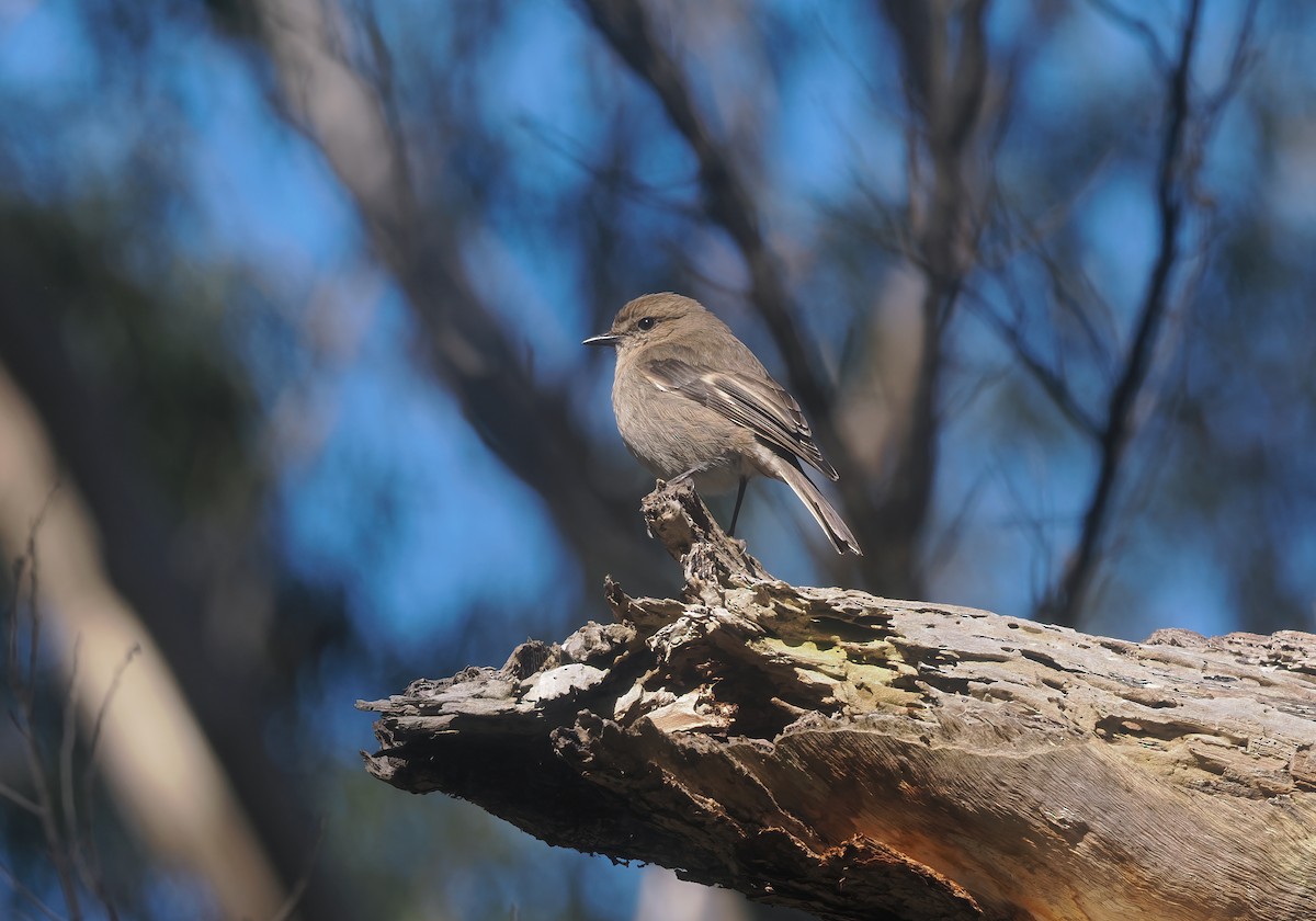 Dusky Robin - ML645320578