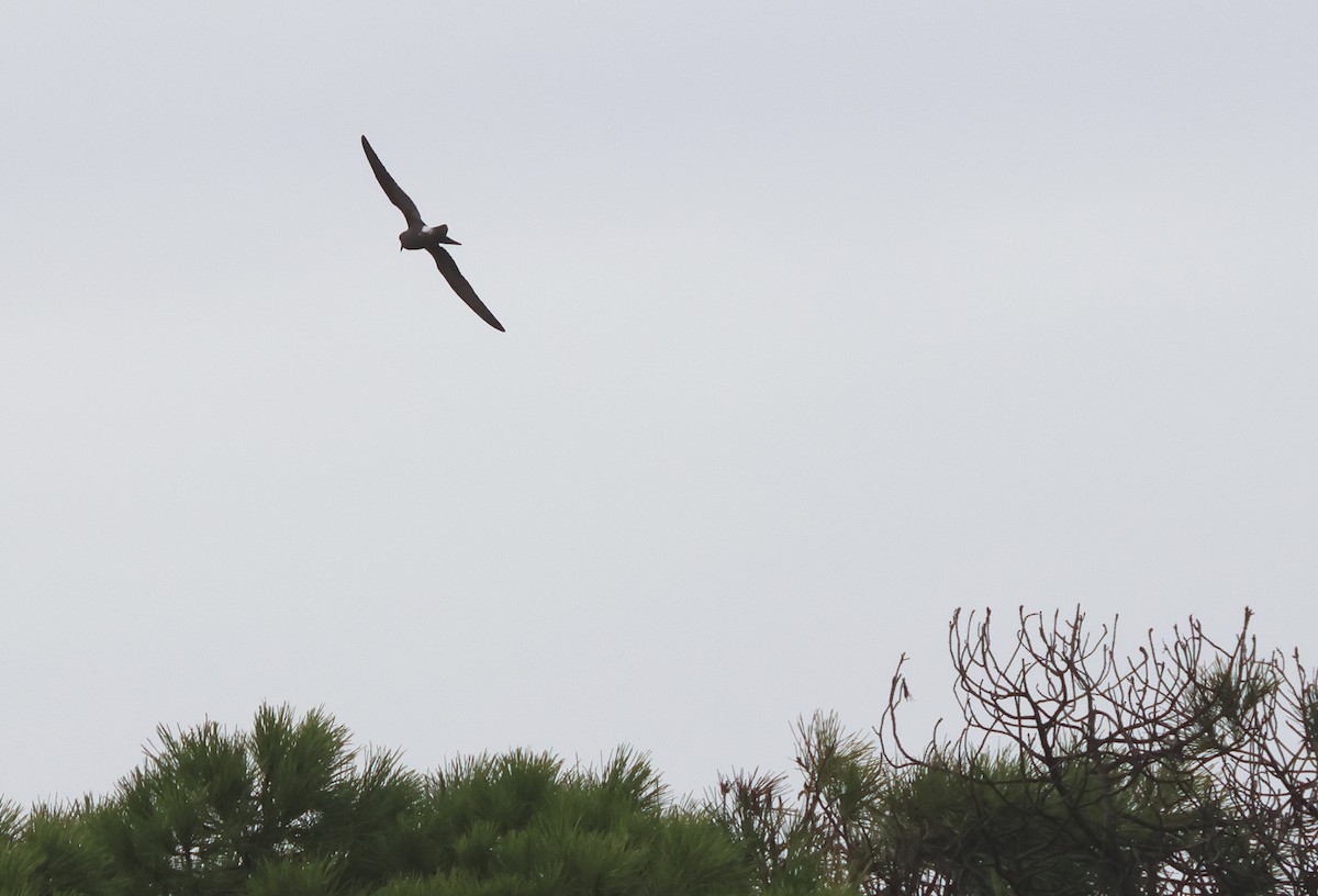 Leach's Storm-Petrel - ML645320579