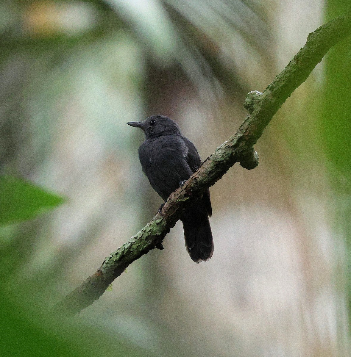 Cinereous Antshrike - ML645320580