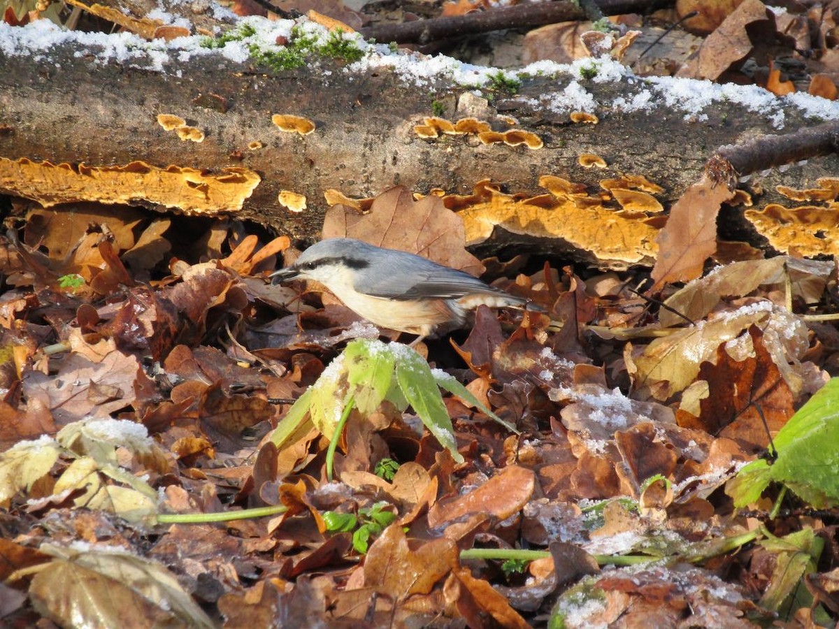 Eurasian Nuthatch - ML645320583