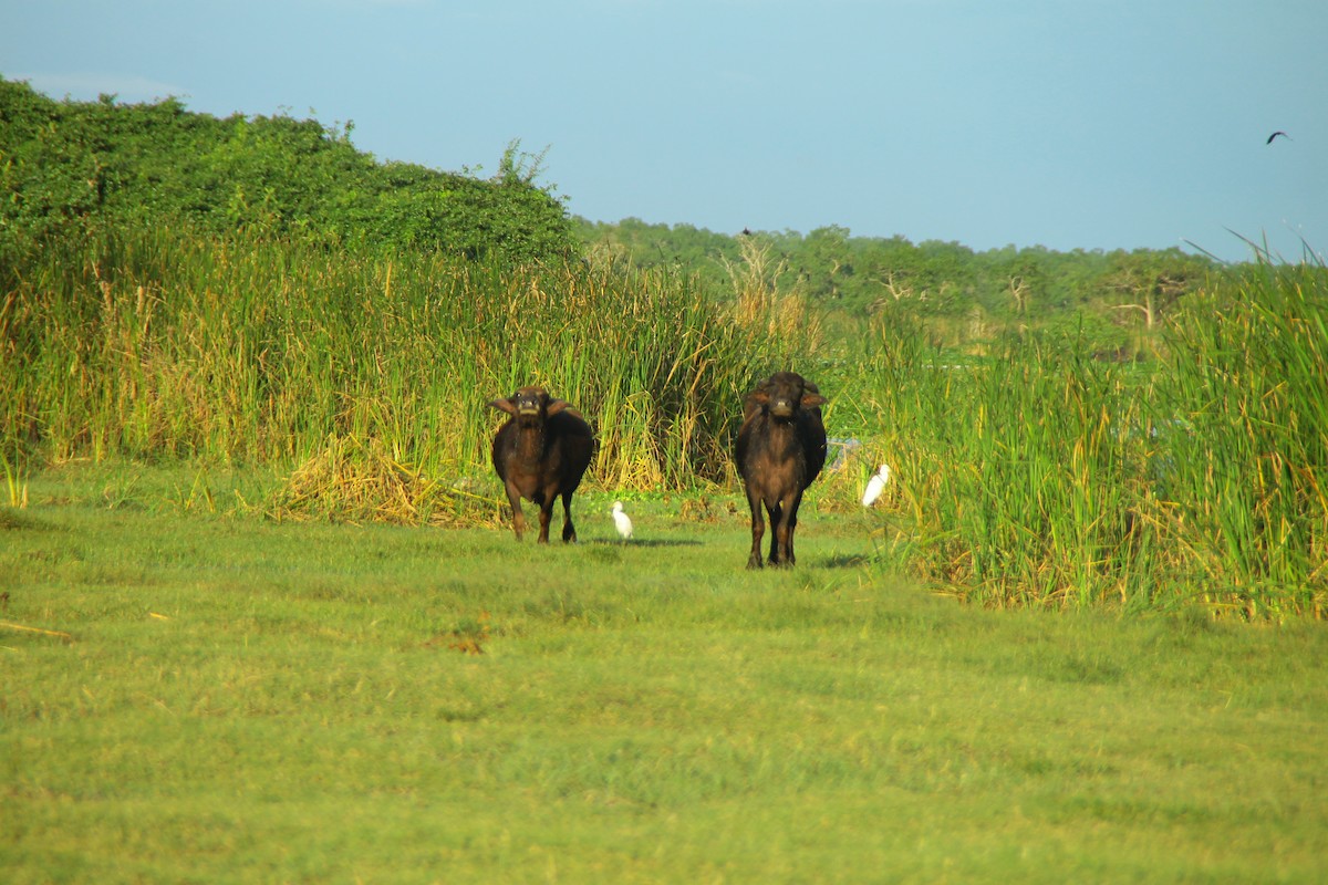 Eastern Cattle-Egret - ML645320585