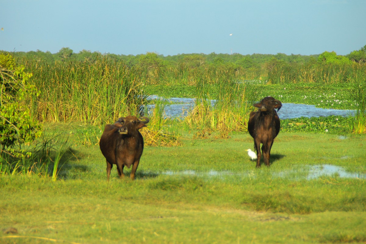 Eastern Cattle-Egret - ML645320586