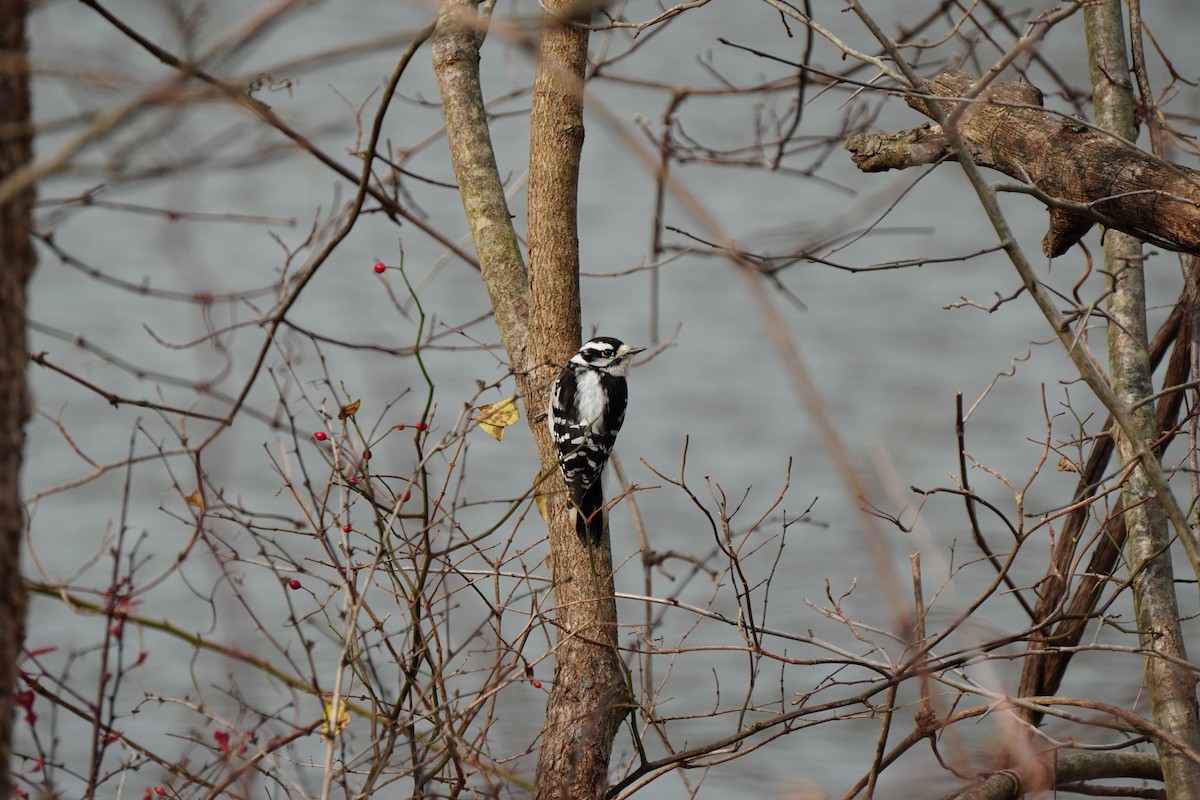 Downy Woodpecker - ML645320587